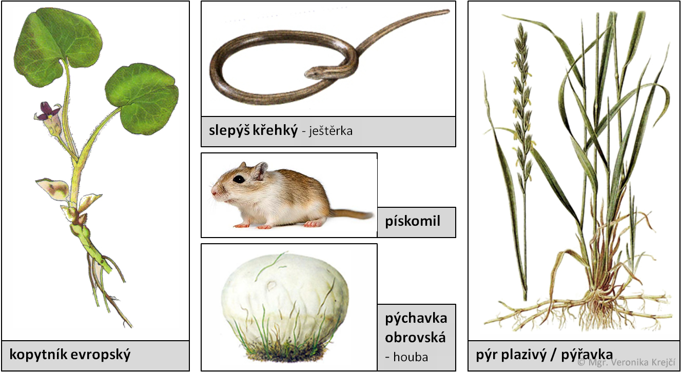 slovnicek p01